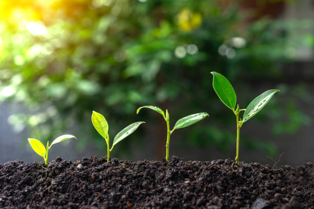 istock A seedling that is growing and thriving 1884038966
