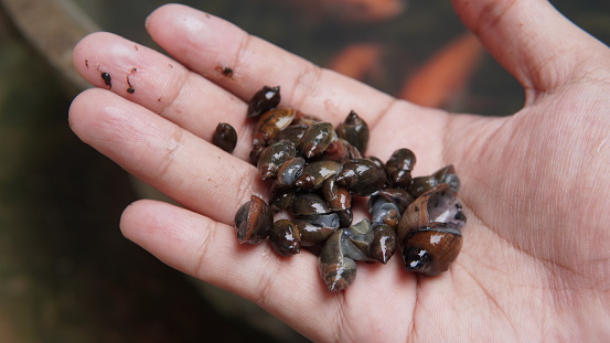 a person's hand holding some freshwater snails. Radix rubiginosa ( Onga Jawa )
