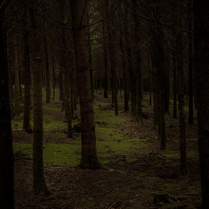 View on the trees in a dark and moody pine forest with moss covered surface