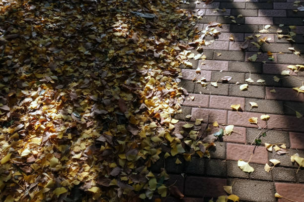 istock Fallen leaves and light and shadows 1884088879