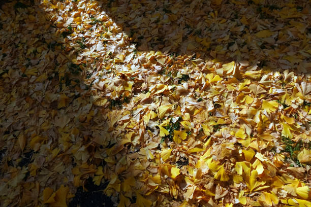 istock Fallen leaves and light and shadows 1884089390