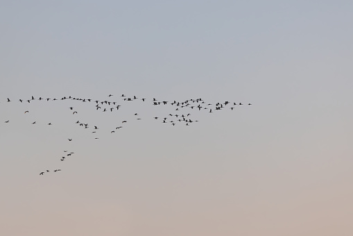 Flock of migration birds flying in V formation against sunset sky