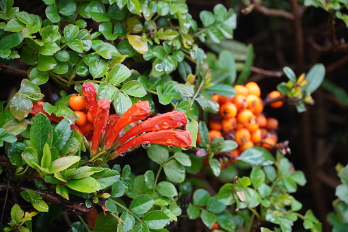 Cape honeysuckle, or Tecoma capensis orange flowers and Firethorn, or Pyracantha berries, after the rain