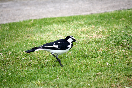 Magpie-lark (Grallina cyanoleuca), also known as wee magpie, peewee, peewit, mudlark or Murray magpie, is a passerine bird native to Australia, Timor and southern New Guinea. Male and female both have black and white plumage, though with different patterns. It has been placed in the family Monarchidae (the monarch flycatchers).