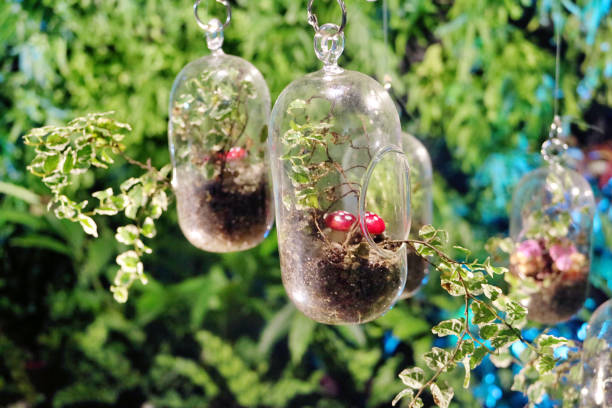istock Plants in Bottle Terrarium 1884173153