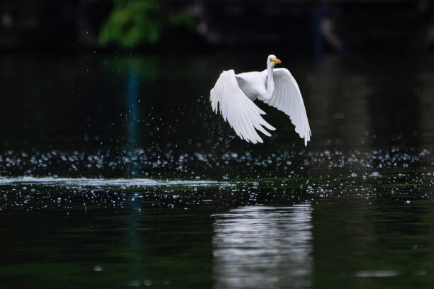 istock white  heron flaying above water 1884188538