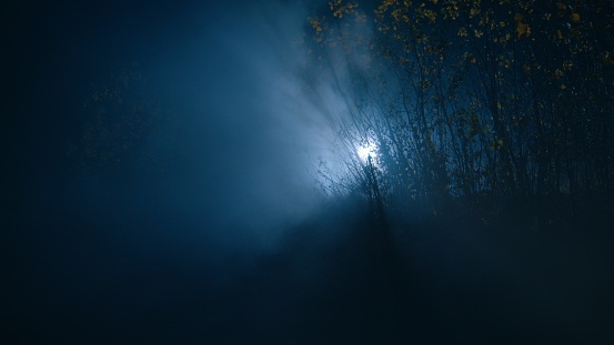 Trees illuminated by distant light