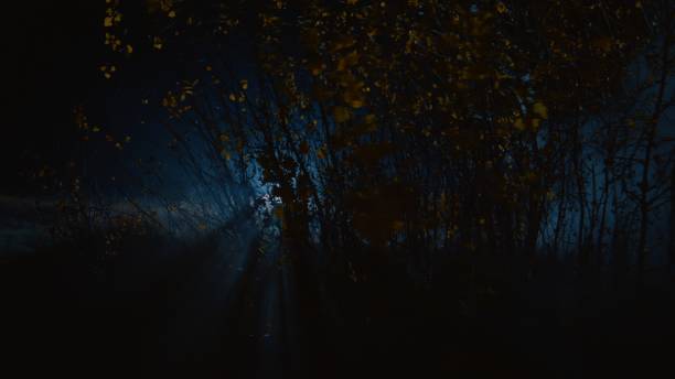 Yellow leaves against the background of a distant light