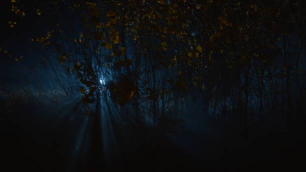 istock Dark forest with a luminous point in the distance 1884205170