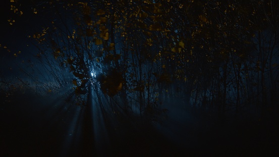 Dark forest with a luminous point in the distance