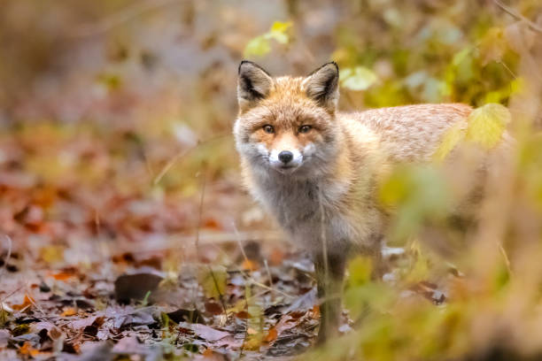 istock Closeup of a red fox standing in a grassy field 1884206979