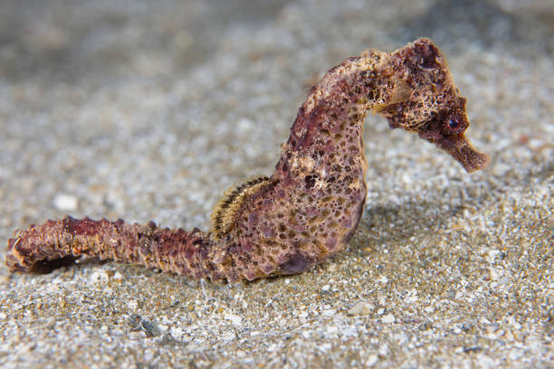 niesamowicie uroczy kucyk morski z morza śródziemnego - mammal hippocampus zdjęcia i obrazy z banku zdjęć