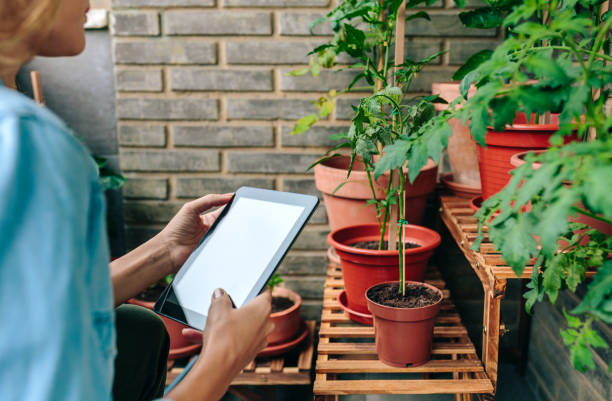 istock Woman using digital tablet while caring plants of urban garden on terrace 1884224802