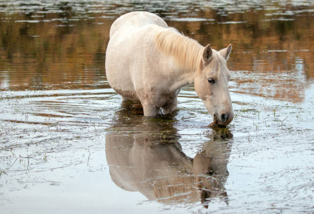 Young white mare reflecting in water while grazing on eel grass in the Salt River near Mesa Arizona United States