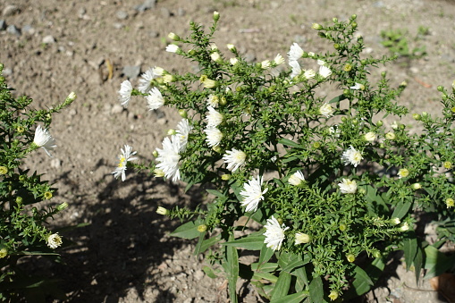 Buds and white flowers of heath aster in October