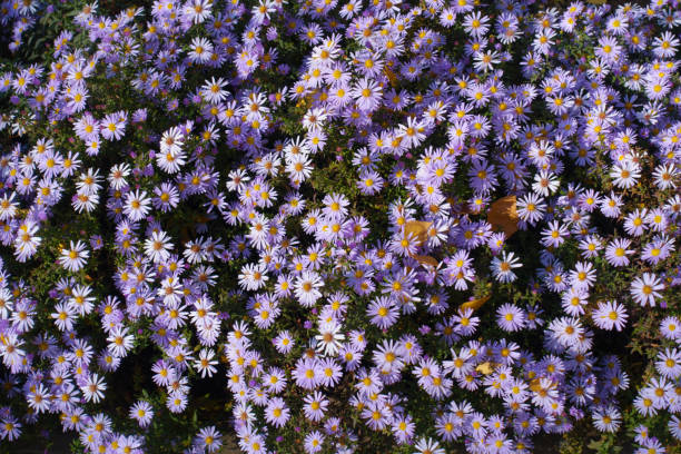 istock Backdrop - numerous violet flowers of Michaelmas daisies in mid October 1884265079