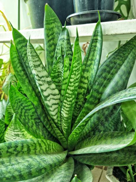 istock Sansevieria Zeylanica small snake plant 1884279763