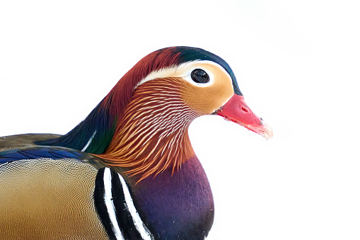 Mandarin duck (Aix galericulata) in its natural environment