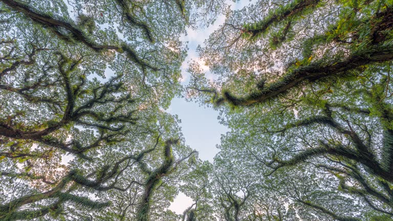 Timelapse of Moving Cloud at Sunset of Beautiful view of green trees in De Djawatan forest at Banyuwangi, East Java, Indonesia.