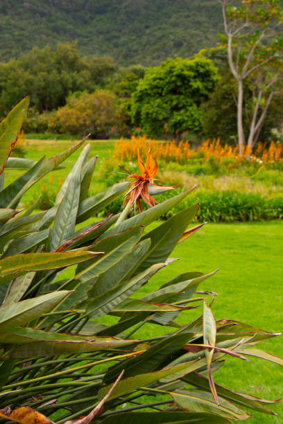 istock very pretty bird of paradise flowers 1884300521