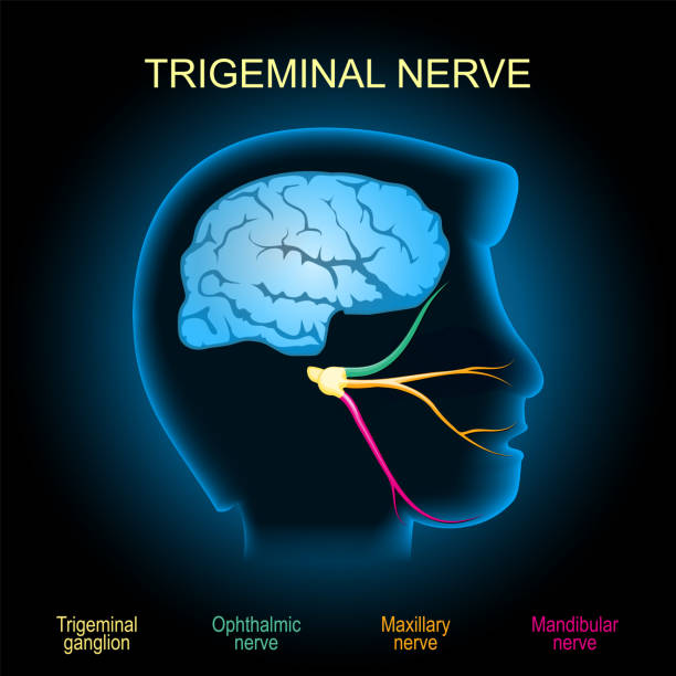 ภาพประกอบสต็อกที่เกี่ยวกับ “เส้นประสาท trigeminal - เส้นประสาทไทรเจมินัล ภาพถ่าย”