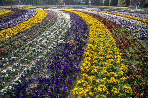 flower  of a historical place