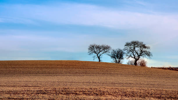 istock Naked Trees on a Hill 1884366096