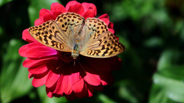 istock Cardinal butterfly macro on Zinnia flower in bloom 1884369218