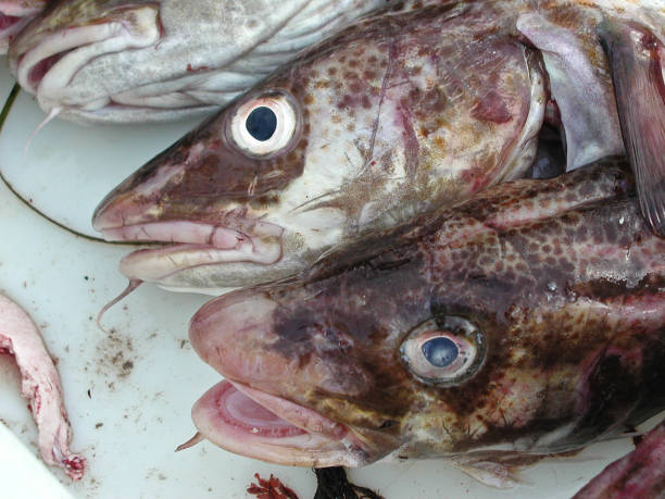 istock Stack of fishes on  a market 1884372832