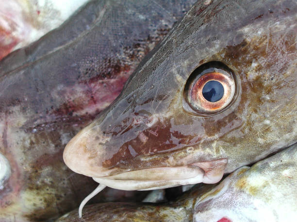Stack of fishes on  a market in Denmark