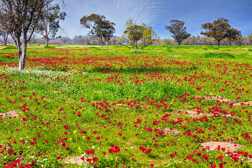 Fresh green grass and blooming anemones. Israel. Spring festival in Beeri, on the border with the Gaza Strip. Neighborhoods of Kibbutz Be'eri before the brutal Arab attack.