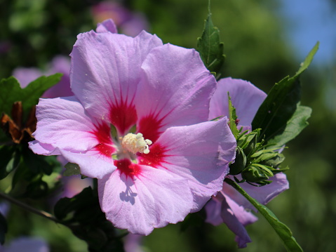 Macro shot of beautiful garden blossom with bright sunlight illumination and blurry natural background.