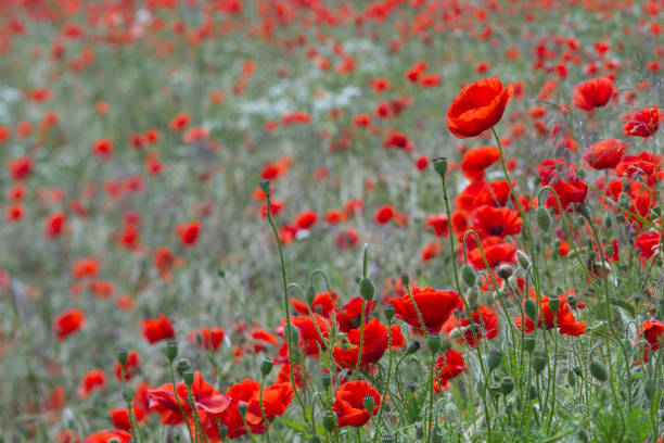 istock Many poppies in a field a cloudy sommer day 1884373909