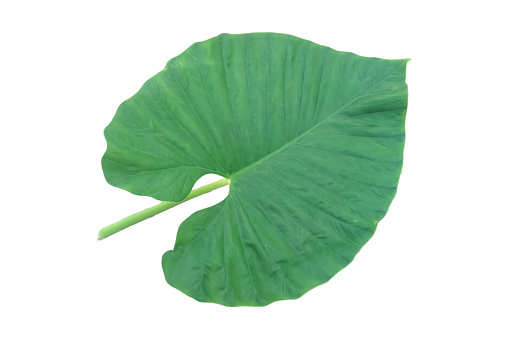 taro leaves on a white background