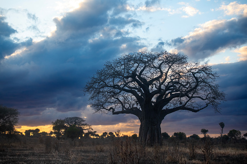 beautiful sunset in the plains of tarangire national park among a group of baobabs - Tanzania