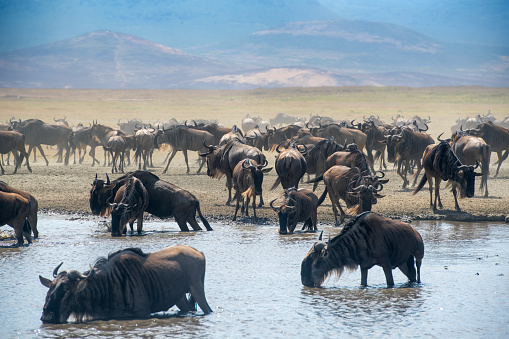 a group of wildebeests drinking with the African landscape behind them in a lake in the Ngorongoro National Park crater – Tanzania