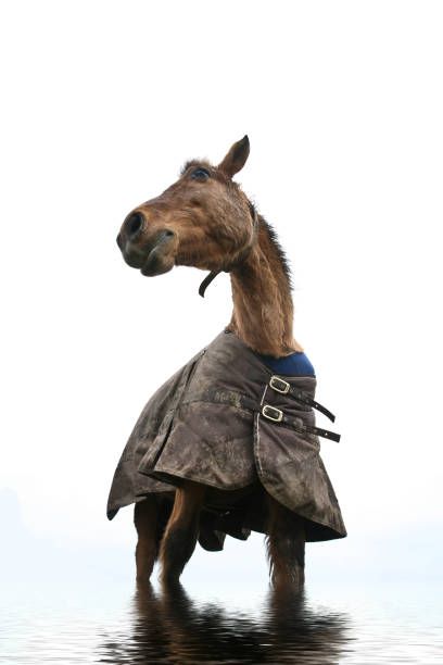 Horse standing in water shot with a low perspective