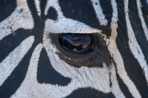 Very close Portrait of a zebra with eye details in the savannah with a beautiful light and background - Serengeti – Tanzania