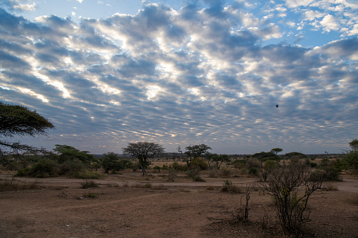 Beautiful panorama of Serengeti plains with savannah sky and clouds and trees panoramic view – Tanzania