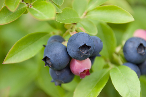 Berries of blueberries on a branch  close-up