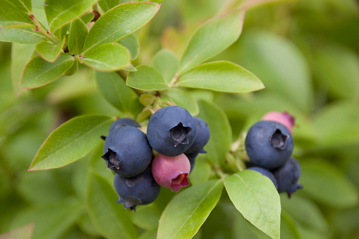 Berries of blueberries on a branch  close-up
