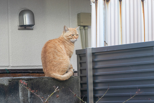 A stray cat sitting on a concrete wall