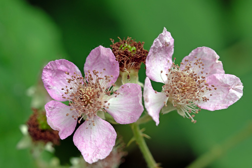 Close up macro image of blackberry flowers in summer.