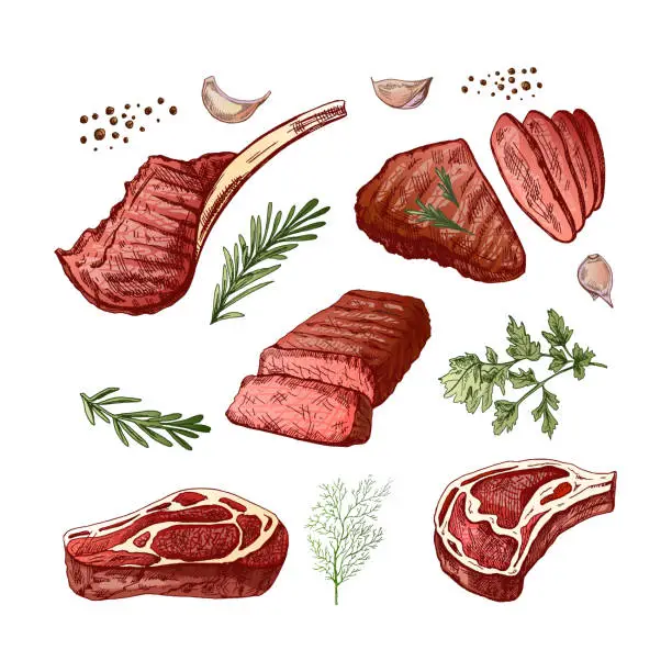 Vector illustration of A set of hand-drawn colored sketches of barbecue meat pieces with herbs and seasonings. For the design of menu for restaurants, steaks. Vintage illustration. Engraved image.