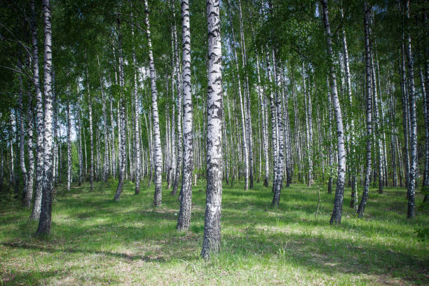 istock Birch forest landscape. Natural enviroment park background. White bark texture. Green grass meadow. 1884457260