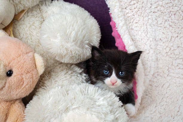 Little cute black and white kitten among plush toys.