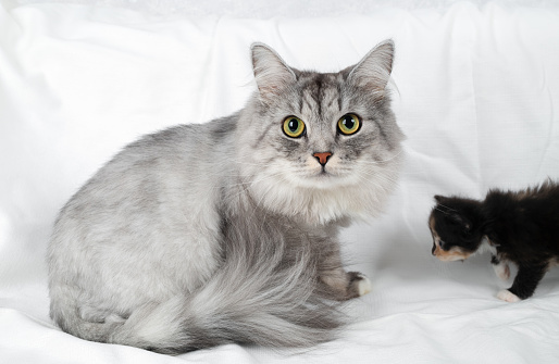 Cute gray cat sits on white sheet.