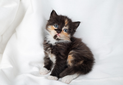 British Shorthair cat kitten
