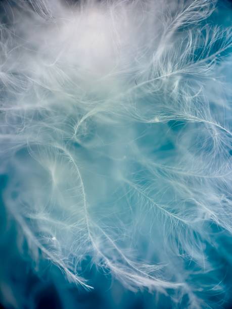 Close up of feathers