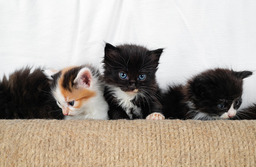 Little charming playful kittens and scratching post.
